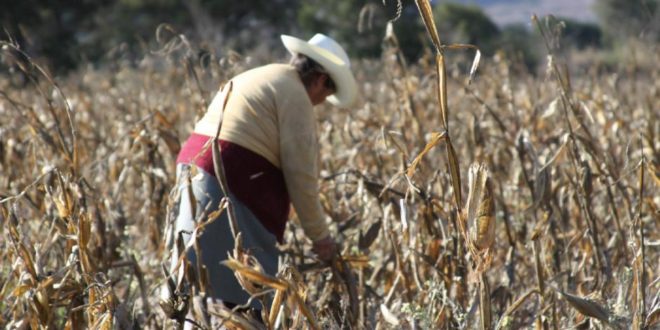 ¿Aumentar la productividad del campo mexicano con mensajes SMS? Esto propone Nobel de Economía
