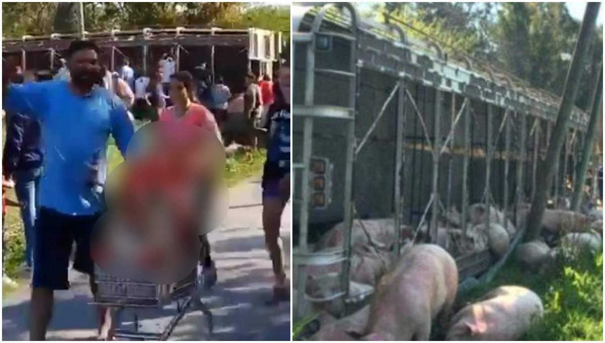 Pobladores matan a golpes a cerdos tras la volcadura de un camión (Videos)