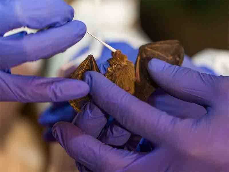 Científicos descubren en murciélagos y ratones dos nuevos virus que son parientes de la rubéola