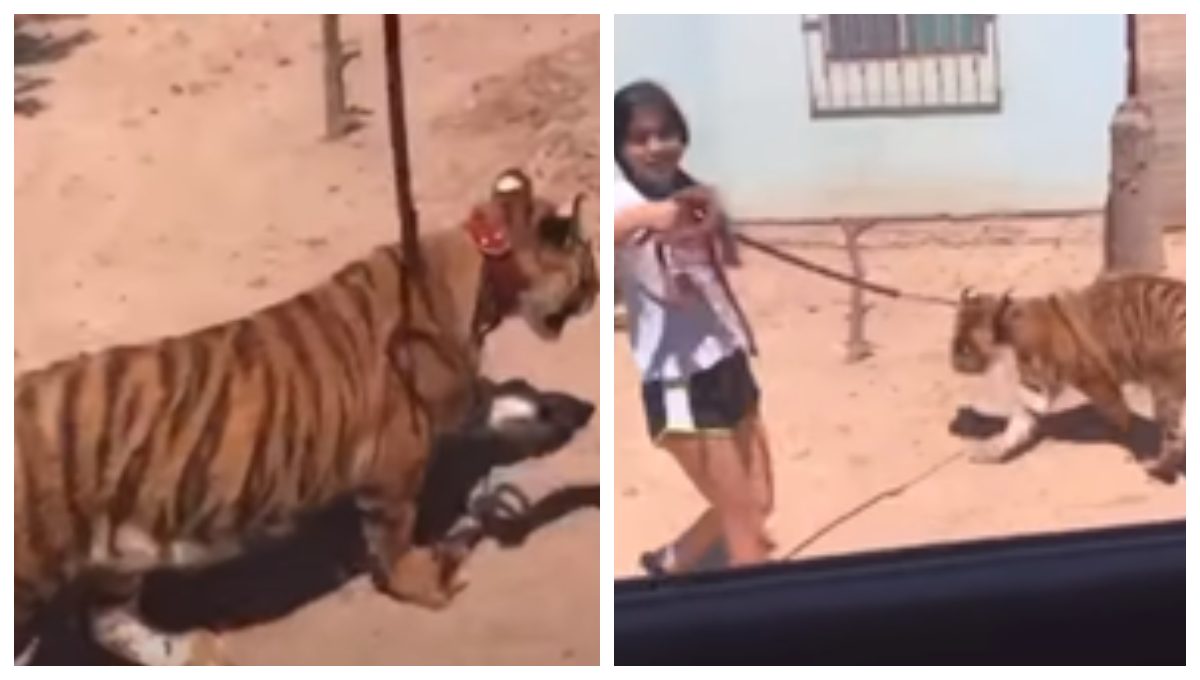 “¡No muerde!”: niña pasea un tigre de bengala como si nada en Sinaloa (Video)