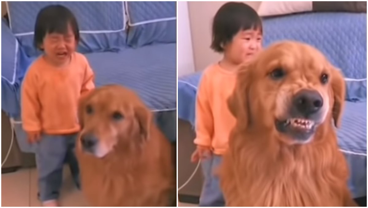 Perrito se vuelve viral tras proteger a una niña de los regaños de su mamá (Video)