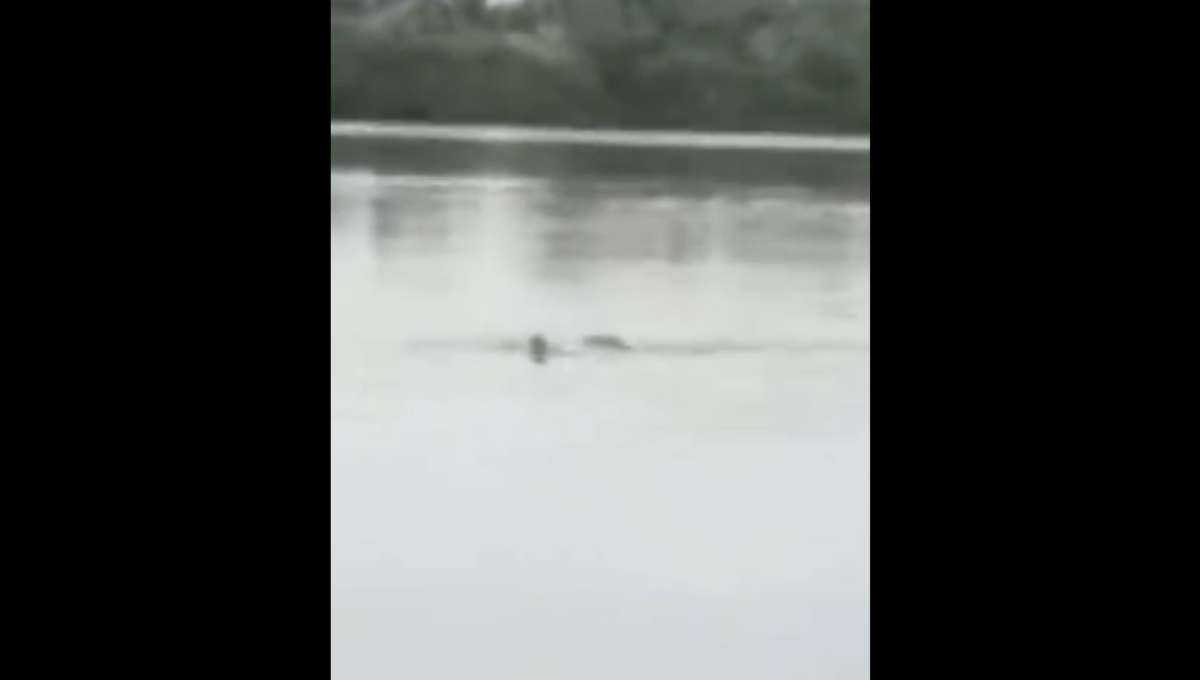 Contenido sensible: Cocodrilo ataca a hombre mientras nadaba en Tampico (Video)