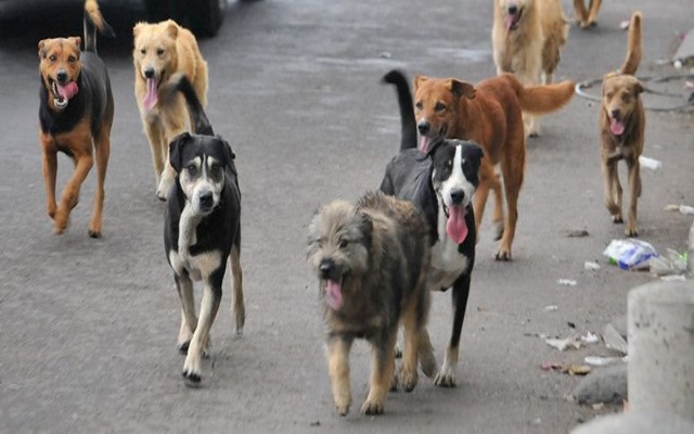Congreso aprueba castigar maltrato animal hasta con 10 años de cárcel y multas de más de 57 mil pesos 