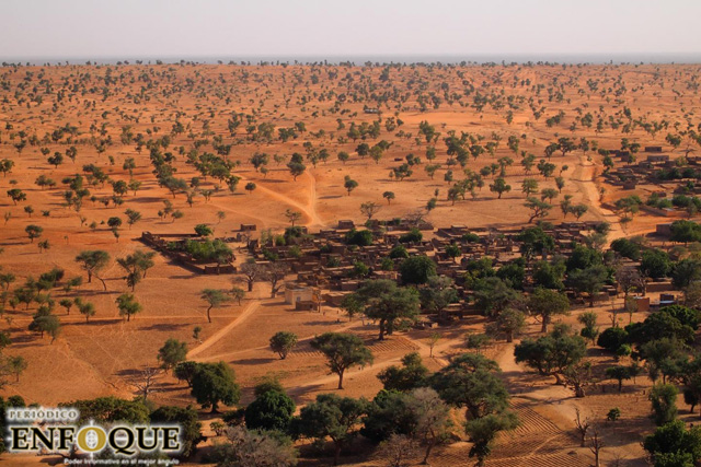 Descubren más de 1,800 millones de árboles en el desierto del sahara