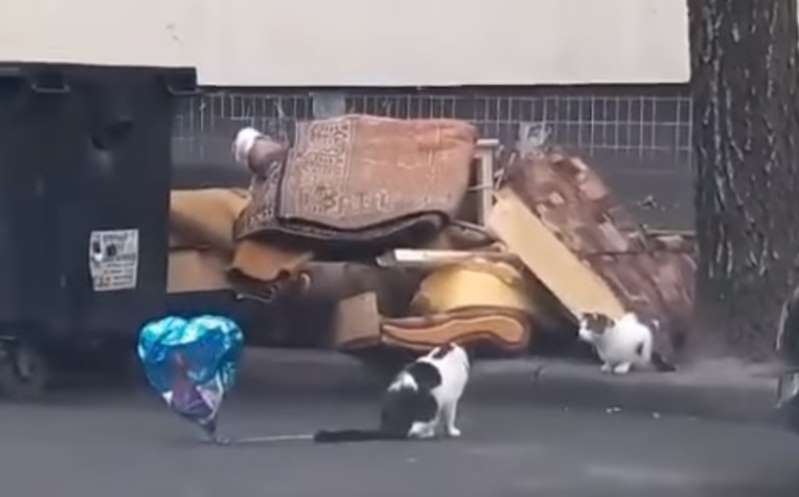 Gato ‘enamorado’ sorprende a su ‘pareja’ y le obsequia un globo que encontró en la calle (Video)