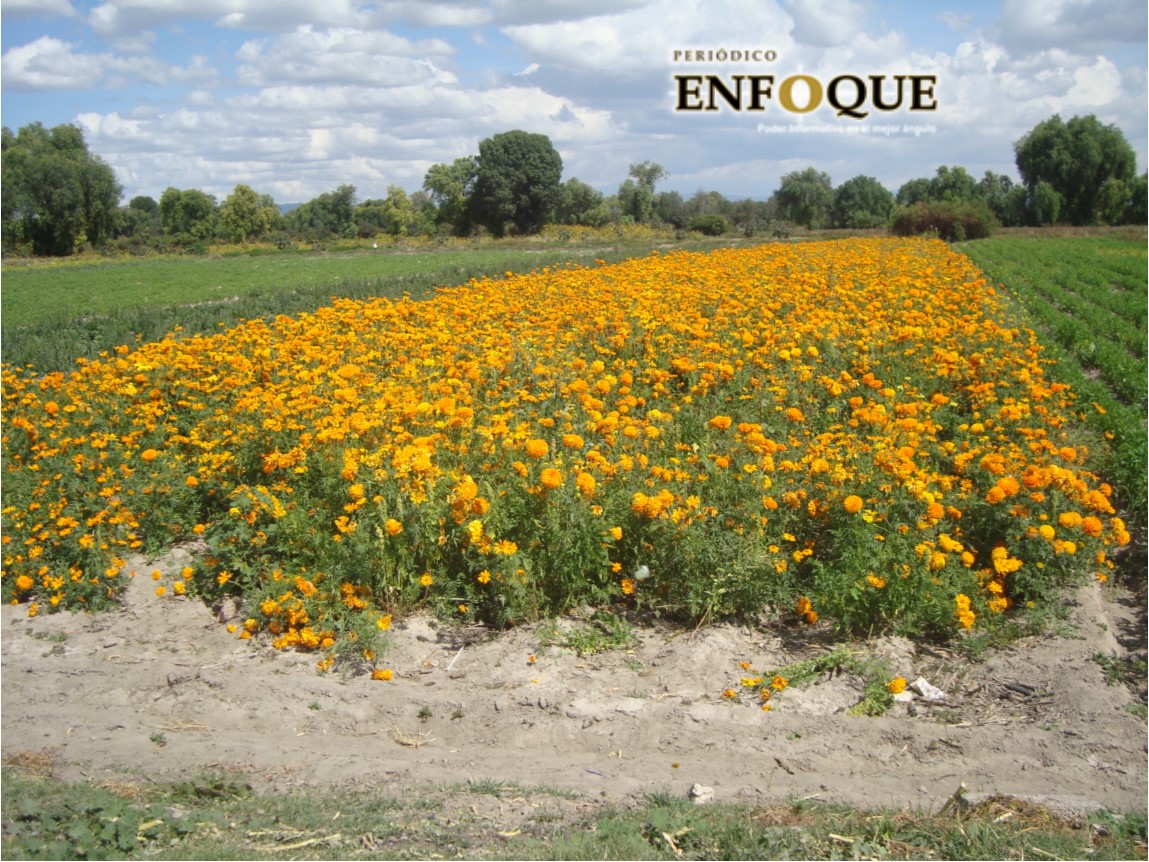 flor de muerto region 2