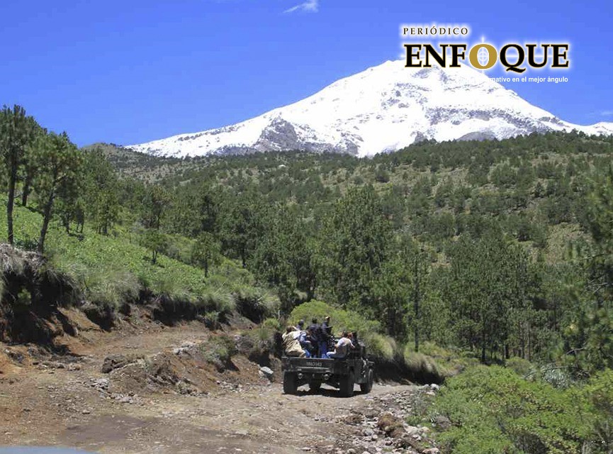 Gusano descortezador está ganando la batalla en la Malinche