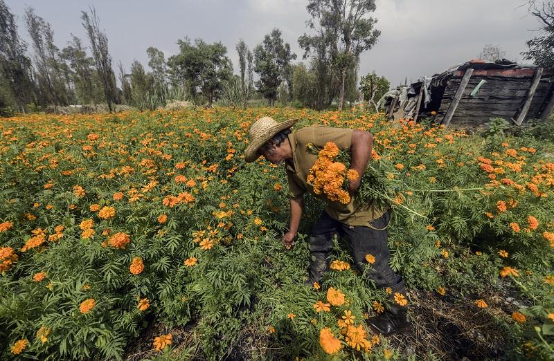 Cae 60% producción de cempasúchil en Xochimilco por pandemia