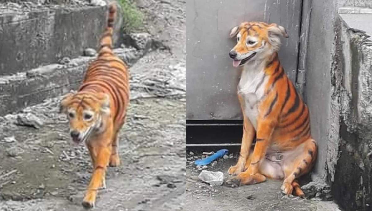¿Maltrato animal? Difunden fotos de un perro pintado como tigre y causa indignación