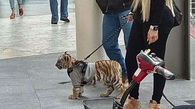 Mujer con tigre en Plaza Antara es pareja de Sebastián Cáceres