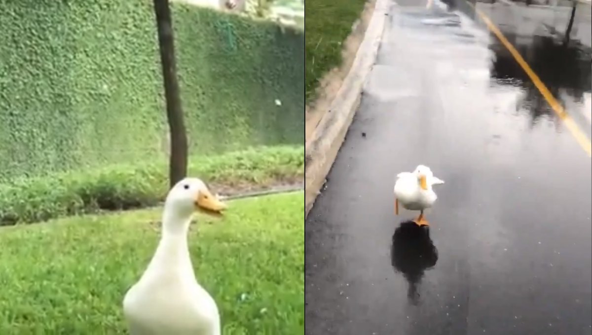 Paco, el curioso pato que atacó a un joven en Monterrey (Video)