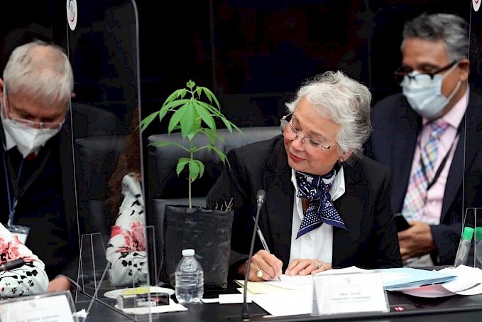 Álvarez Icaza regala a Sánchez Cordero una planta de mariguana; 'la voy a plantar en mi jardín'