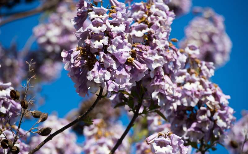 Kiri, el misterioso árbol chino que podría 'salvar' o 'destruir' el planeta