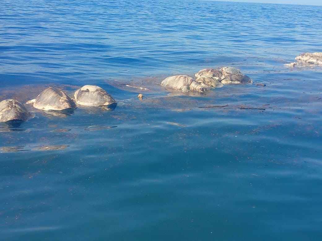 Cementerio marino en Baja California Sur: mueren 351 tortugas caguama y 137 lobos marinos