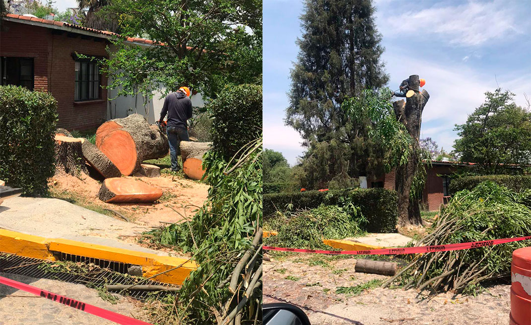 Frenan derribo de árboles en la UDLAP,  ante críticas 