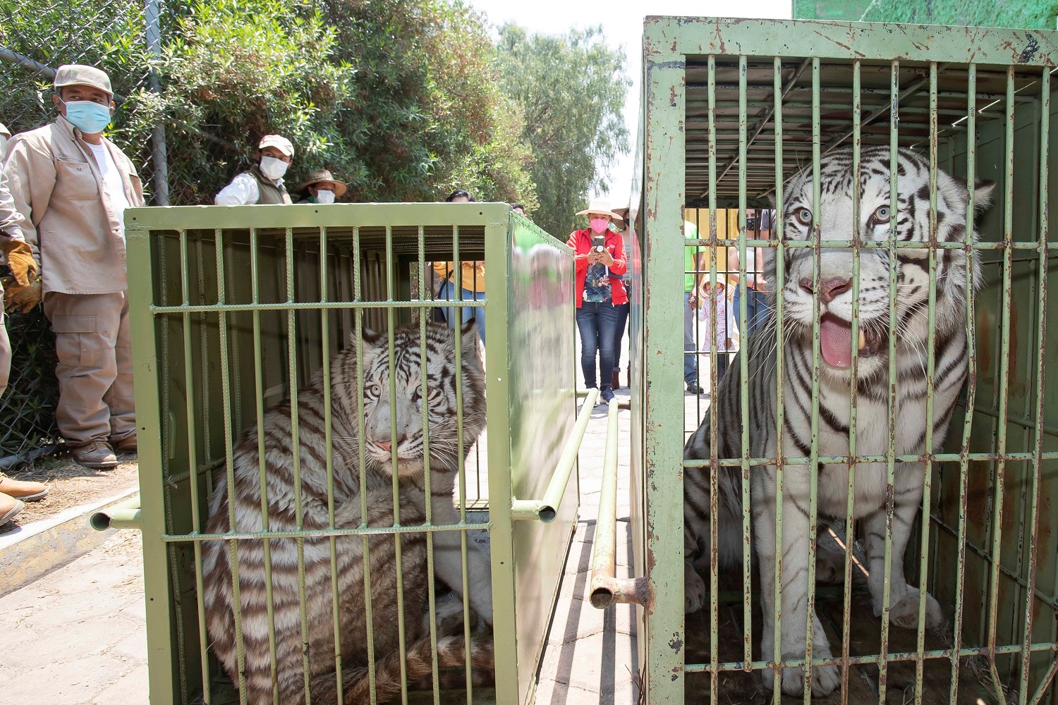 Llega pareja de tigres de bengala blancos al zoológico de Tlaxcala