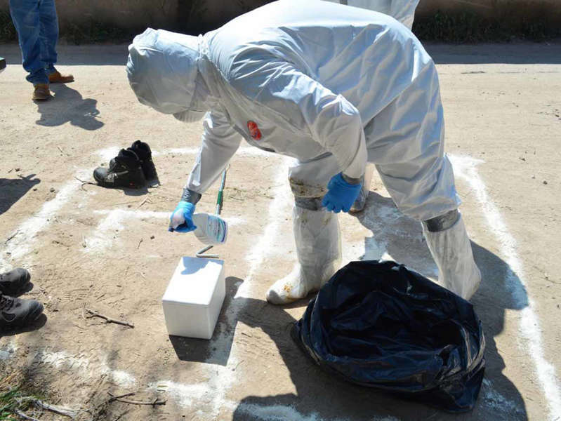 Activan plan ante amenaza de peste porcina africana: México