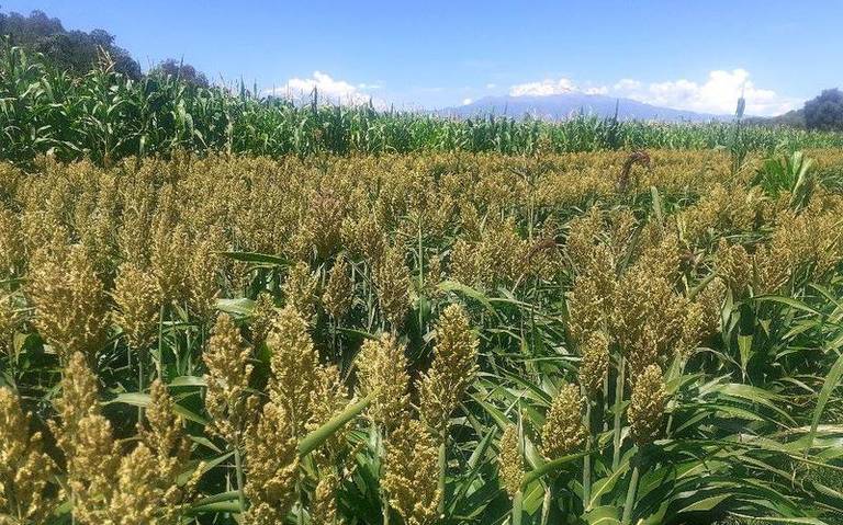 En Tlaxcala comienzan a plantar grano de milo.