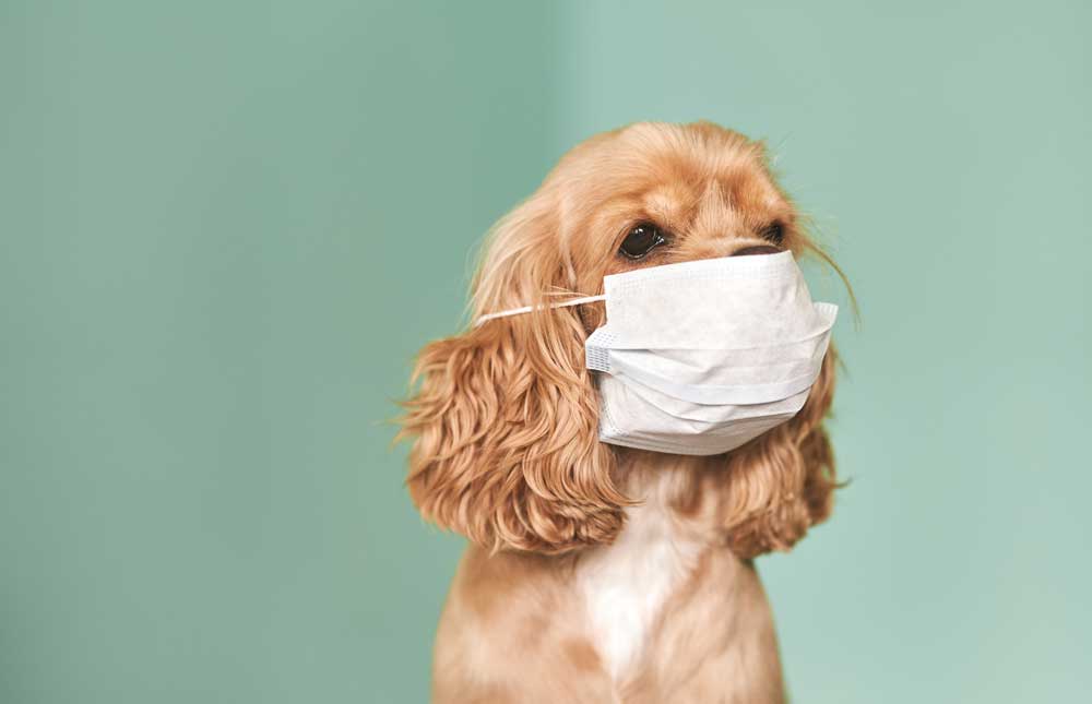 Mascotas con Covid no pueden contagiar a humanos: Especialista UPAEP