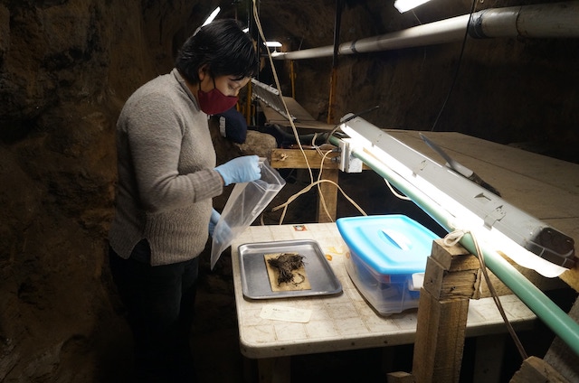 Descubren cuatro ramos de flores casi intactos en un túnel debajo de Teotihuacan