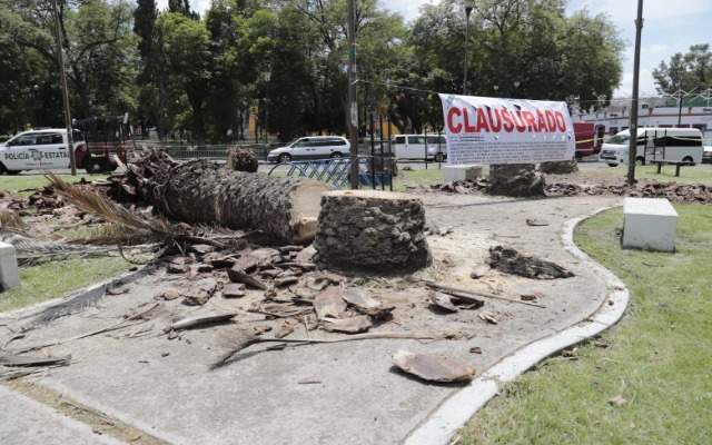 Medio Ambiente clausura retiro de palmeras por parte del Ayuntamiento de Puebla