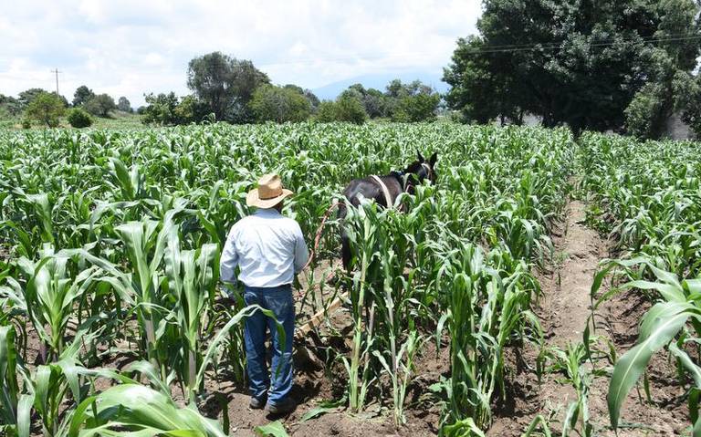 Siembra del estado de Tlaxcala
