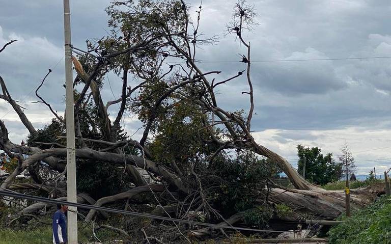 Árbol de más de 120 años sufre caída en Zacatelco
