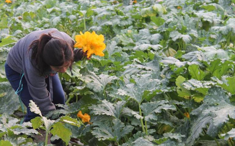 Campesinos tlaxcaltecas comienzan a cosechar la flor de calabaza
