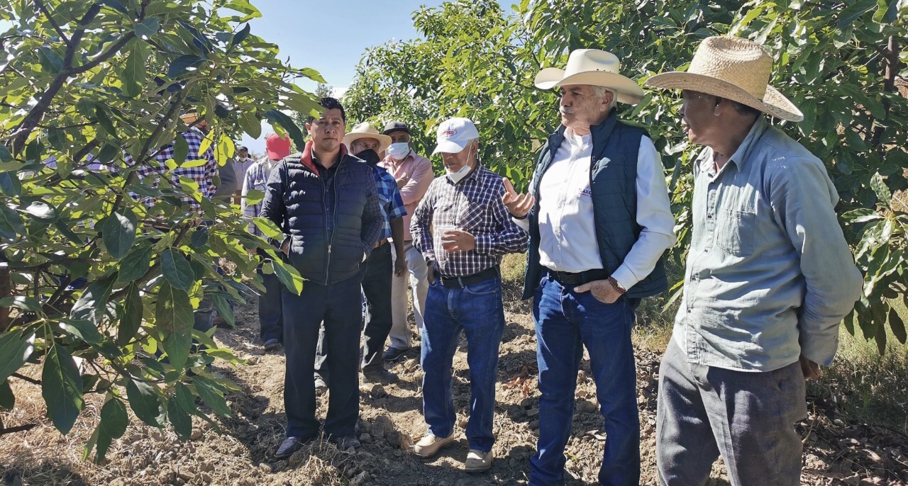 Impulsa SEFOA la producción de aguacate en el centro-sur del Estado