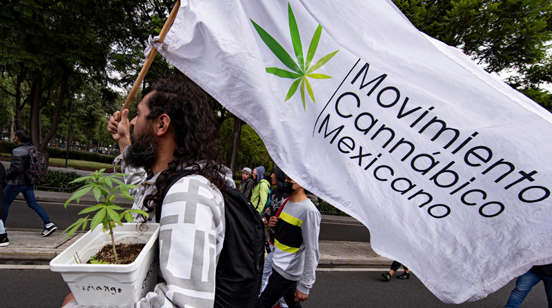 Senado pospone para 2022 discusión sobre Ley Federal para la Regulación de  Cannabis en México