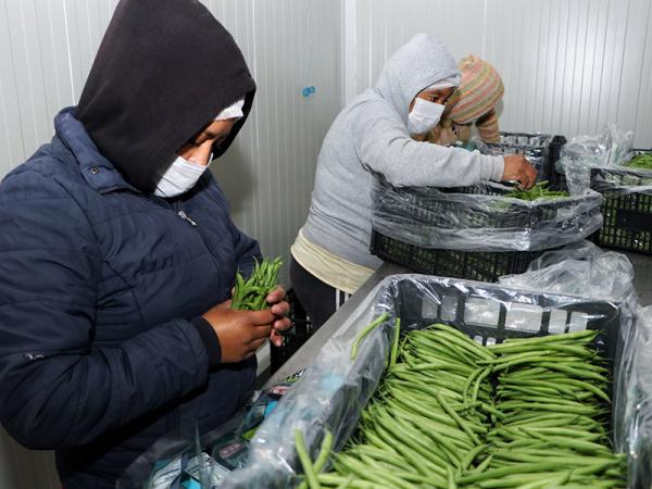 Productores agradecen vinculación de SDR para exportar ejote