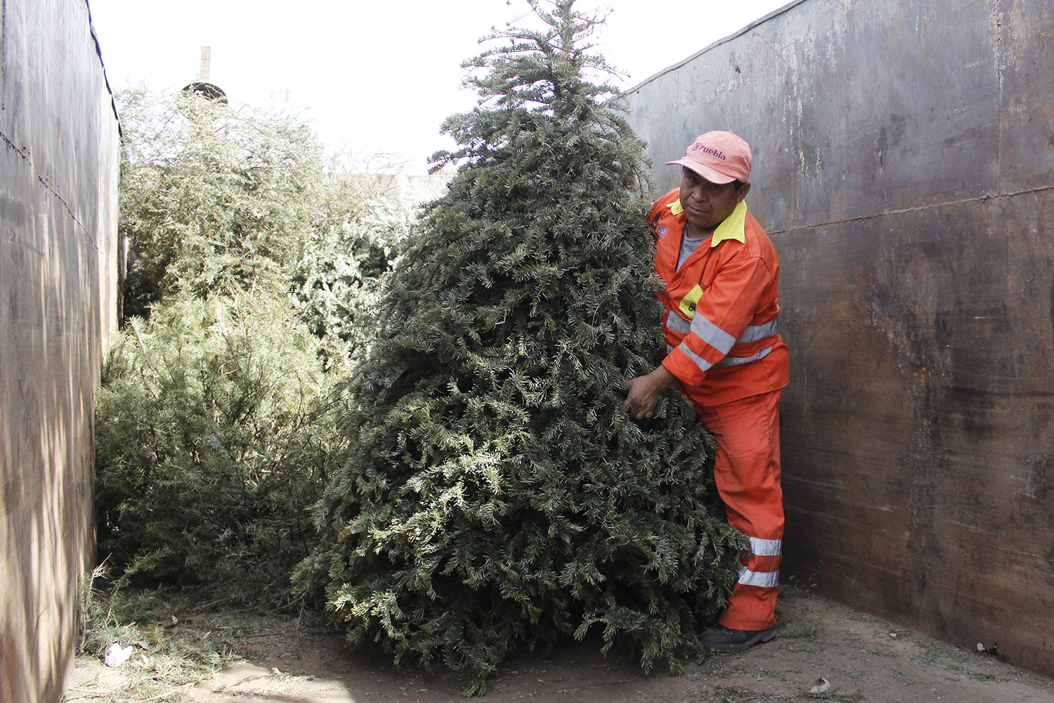 Ayuntamiento y Africam Safari lanzan programa para reciclar árboles de navidad