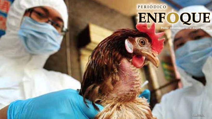 Bélgica enciende las alarmas ante un brote de una nueva cepa de Gripe Aviar altamente contagiosa.