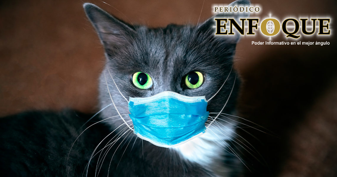 15 personas se contagian de COVID tras asistir al cumpleaños de un Gato. 