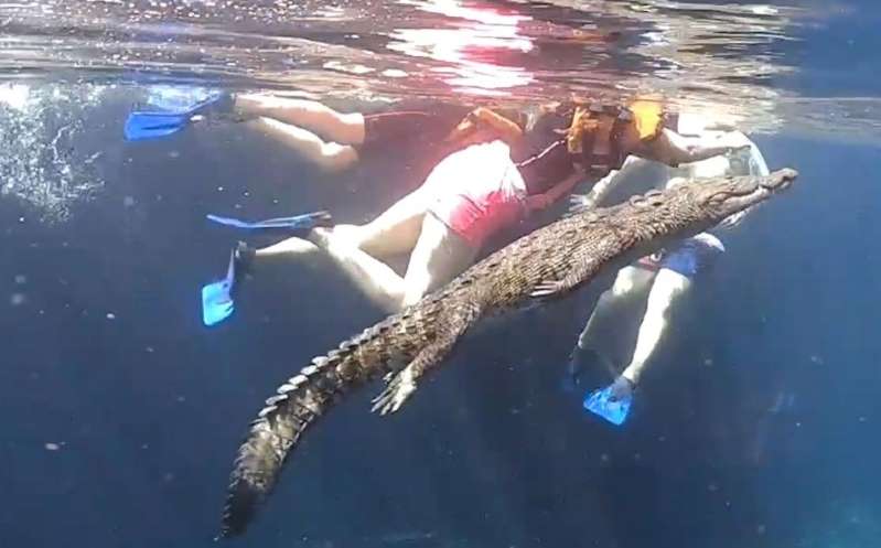 Cocodrilo sorprende a tuiristas nadando entre ellos en un cenote de Tulum