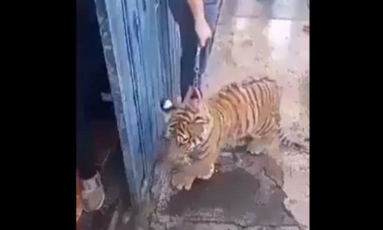 Tras ser paseado como un perro, buscan a cachorro de tigre de Bengala (Video)
