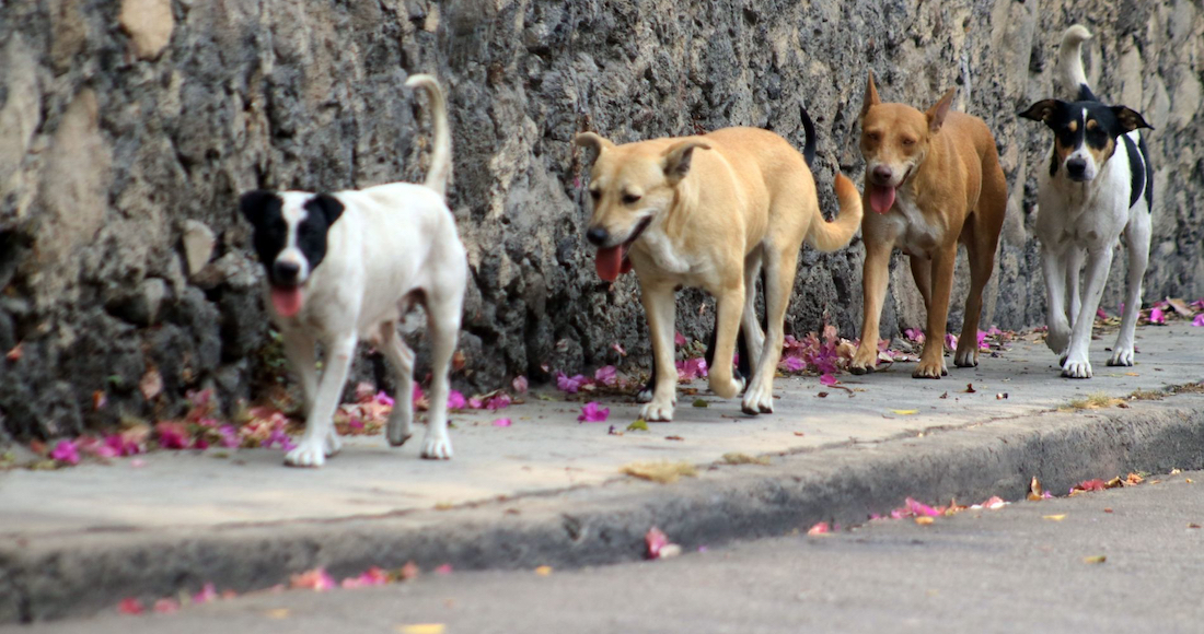 Ayuntamiento invita a participar en “Encuesta municipal sobre el bienestar animal”