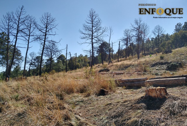 Sube a 800 los árboles enfermos en el Cerro Zapotecas que serán derribados en Cholula