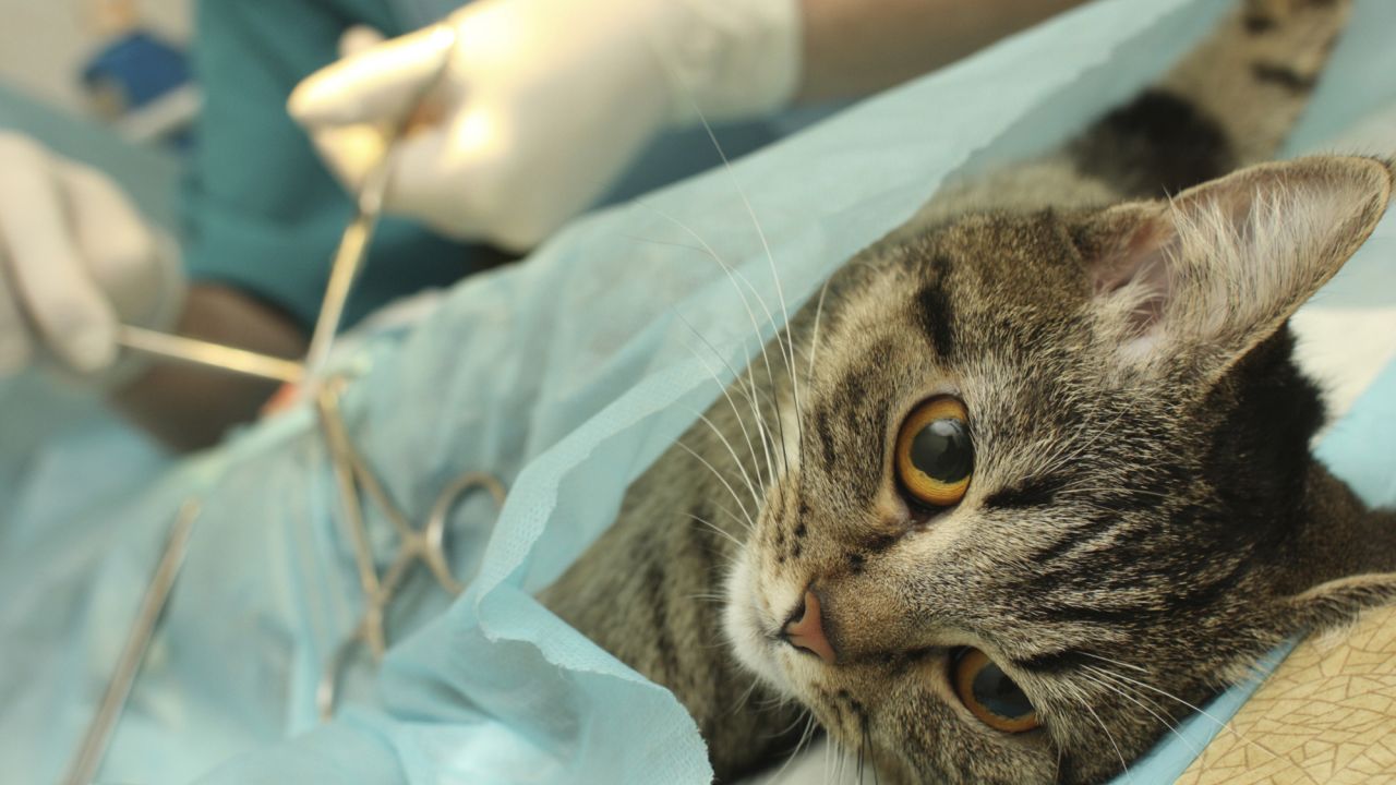 UPAEP pone en marcha campaña de esterilización gratuita para gatos