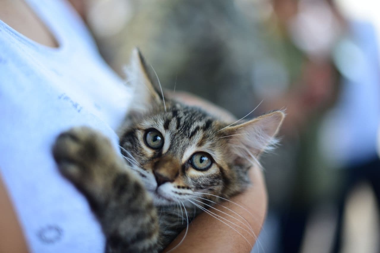 Modernizará Ayuntamiento de Puebla Centro de Protección Animal Zona Sur
