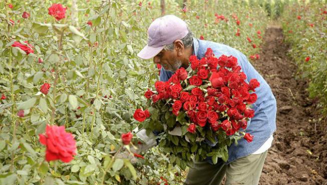Por la pandemia cae 30 por ciento la producción de flores en Puebla