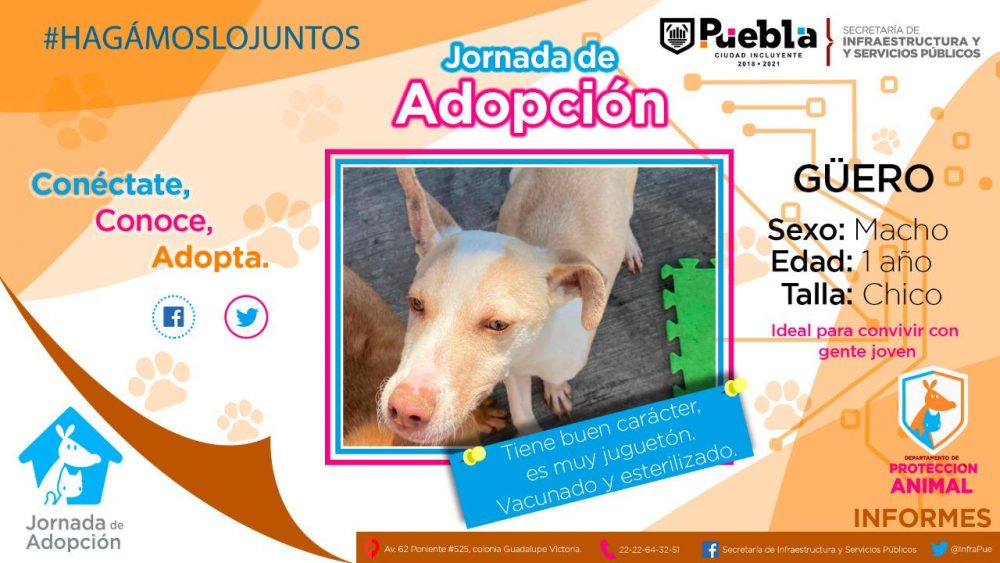 De forma virtual Ayuntamiento de Puebla dará en adopción a mascotas