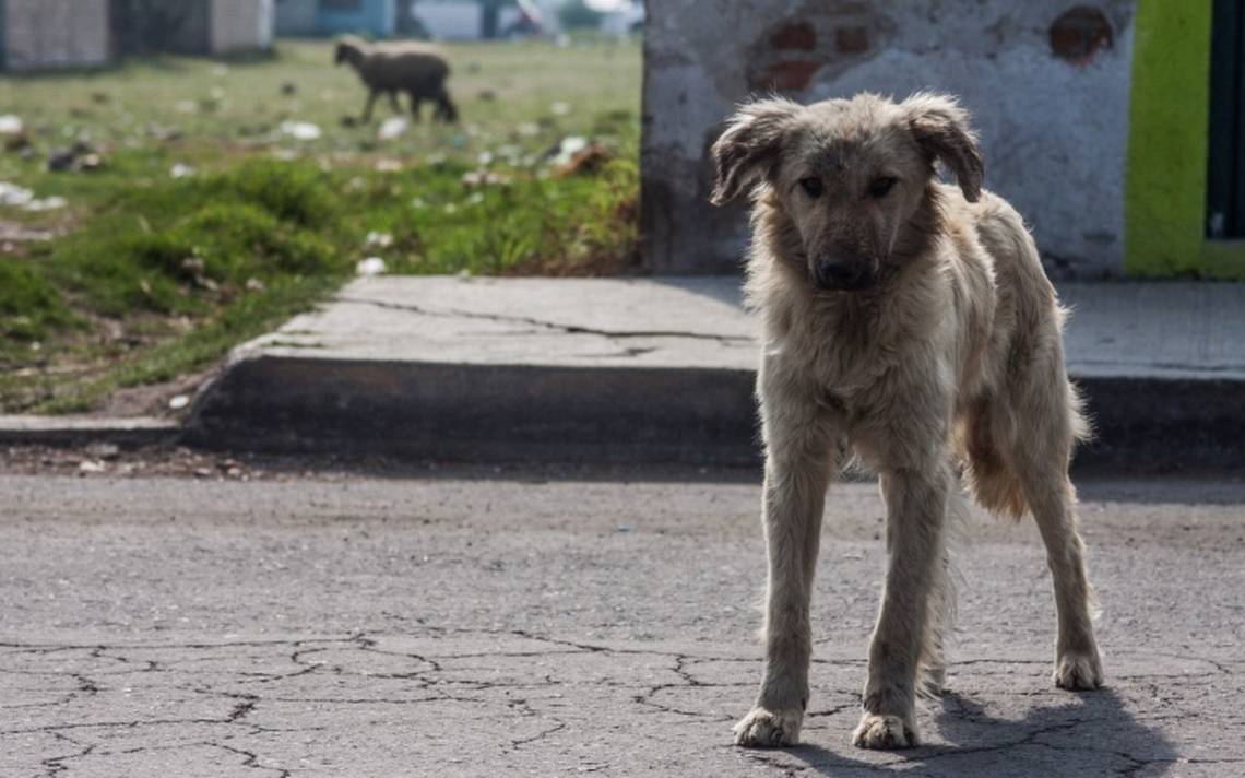 Por la pandemia incrementó el abandono de mascotas: Especialista UPAEP