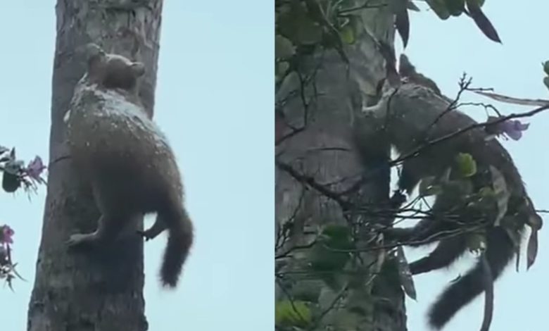 "¿Frío? ¡no es nada!" Graban gato “congelado” sobre un árbol tras nevadas en el norte de México (Video)