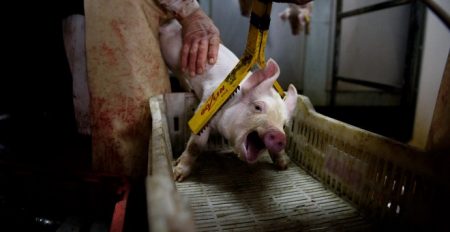 El sistema alimentario debe cambiar; en riesgo, la supervivencia humana