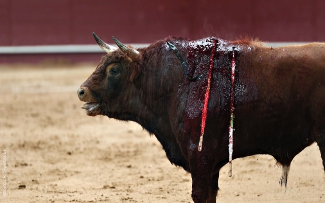 Permitir corridas de toros acaba con actos de oportunismo electoral: Barbosa