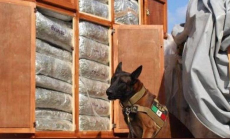 Elementos de la GN simularon mudanza para llevar 450 kilos de marihuana en roperos; son detenidos