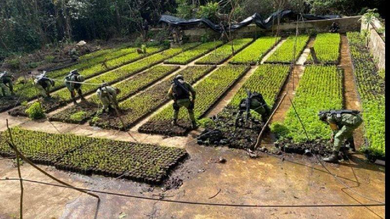 Ejército mexicano localiza plantío de coca y narcolaboratorio, en Guerrero