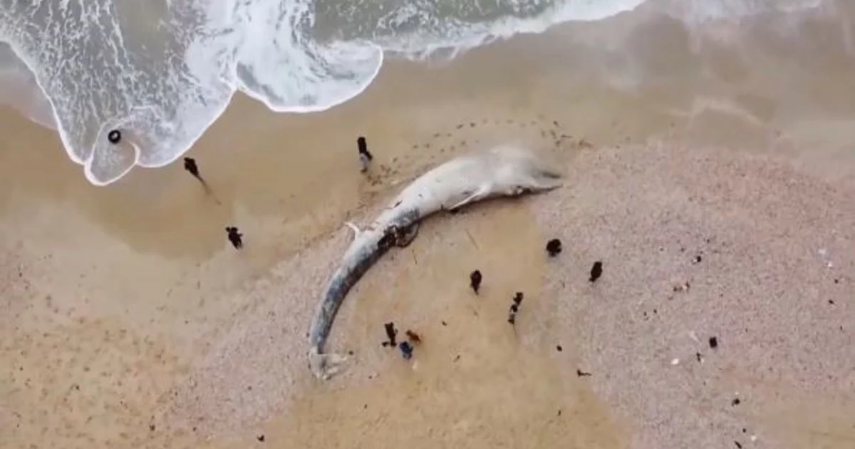 152872329 2870489876607613 8870442213430738200 n