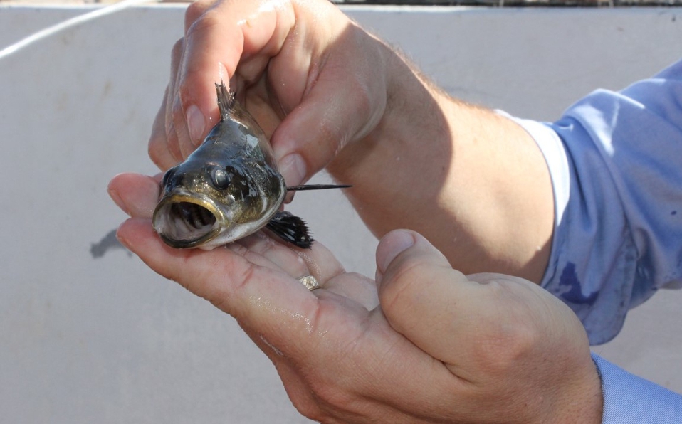 México suma especies de peces ‘posiblemente extintas’